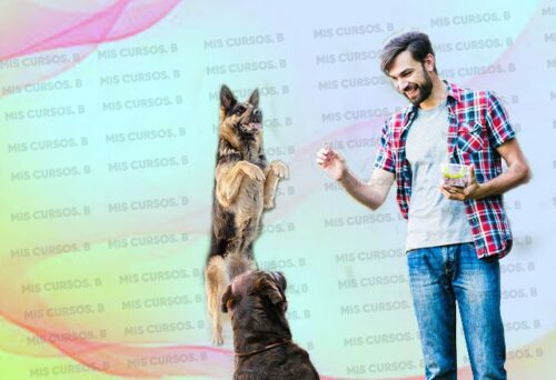 entrenamiento para perros de hogar 652b911597a73
